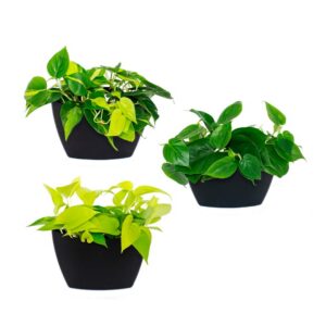 Wall planter - Pak 3 Zwarte