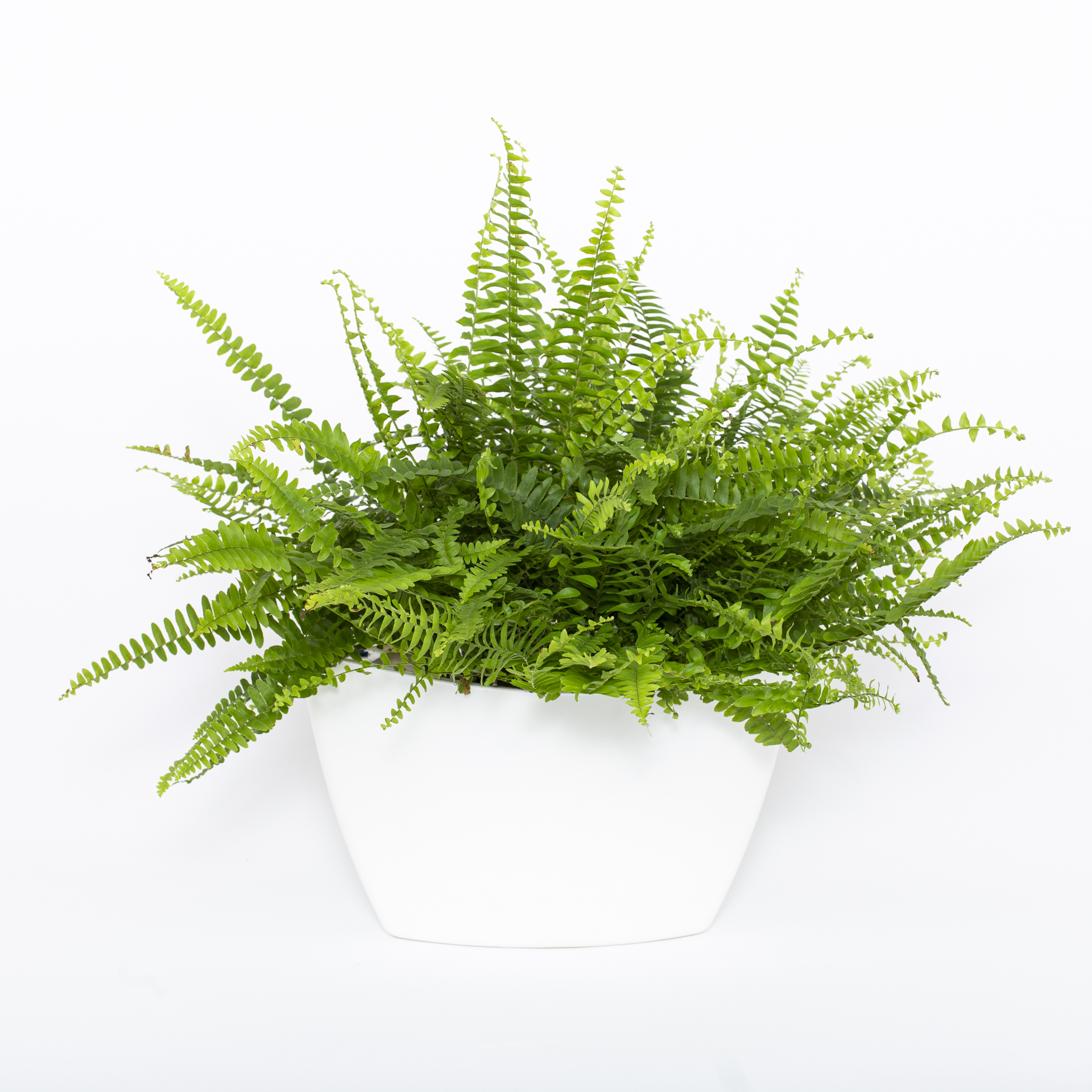 mp_white_sw_product_2